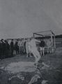 1915 zawody lekkoatletyczne Cracovii 2.jpg