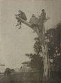 1924 zielona trybuna na Cracovii.jpg